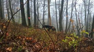 Неожиданный манёвр медведя - смотреть видео (0:17)