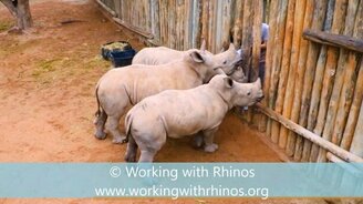 Как плачут носорожки - смотреть видео (1:09)