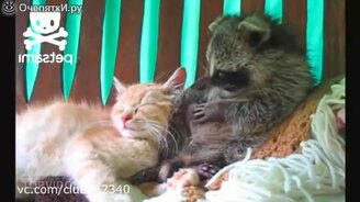 Милые домашние еноты - смотреть видео (6:10)