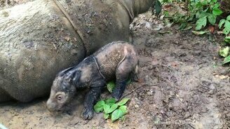 Двухдневный носорожик - смотреть видео (0:13)