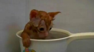 Купание рыжего котёнка - смотреть видео (0:59)