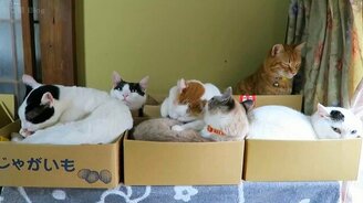 Кошки в коробках - смотреть видео (1:41)