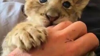 Львёнок-котёнок - смотреть видео (0:48)