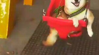 Собака-улыбака на качелях - смотреть видео (0:33)