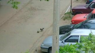 Ворона  гоняет мяч - смотреть видео (0:34)