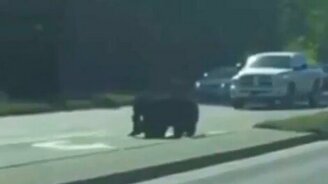 Как медведица дорогу переходила - смотреть видео (0:24)