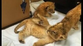 Милейшие львята - смотреть видео (1:05)