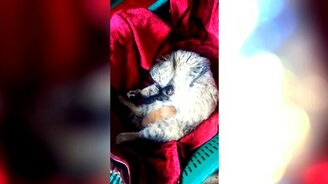 Кот переключает передачи - смотреть видео (0:22)