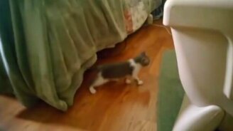 Много кошек со смешной озвучкой - смотреть видео (6:07)