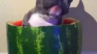 Пёс поедает арбуз изнутри - смотреть видео (0:25)