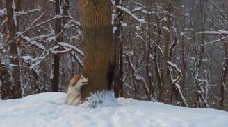 Хаски и белка играют в догонялки - смотреть видео (0:14)