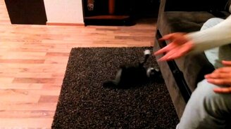 Бесконтактный бой с котом - смотреть видео (0:16)