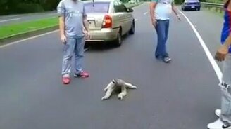 Ленивец на дороге - смотреть видео (1:00)