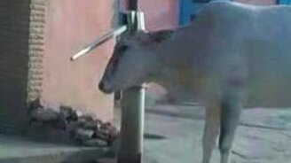 Умная корова - смотреть видео (1:14)