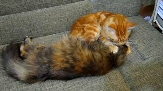 Мурчащая любовь - смотреть видео (2:33)