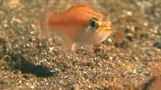 Коварный океанский червь - смотреть видео (1:28)