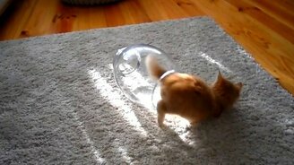 Рыжий игрун в банке - смотреть видео (1:17)