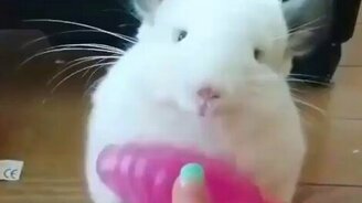 Реакция шиншиллы на почёсывание - смотреть видео (1:00)