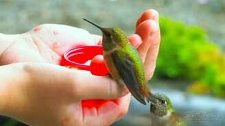 Кормление колибри с рук - смотреть видео (4:27)