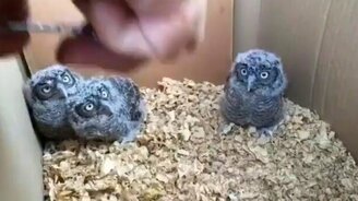 Кормление маленьких совят - смотреть видео (0:32)