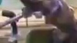 Чистоплотный капуцин - смотреть видео (0:28)