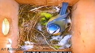 Синичка обустраивает гнездо - смотреть видео (2:47)