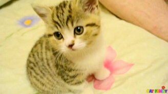 Милейший котёночек - смотреть видео (0:55)