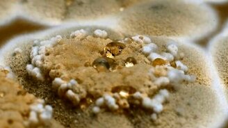 Плесень во всей красе - смотреть видео (1:36)