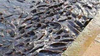 Сомы эволюционируют - смотреть видео (1:08)