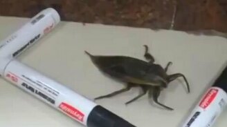 Жук против маркера - смотреть видео (0:22)