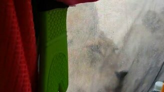 Львы в гостях у туристов - смотреть видео (0:36)