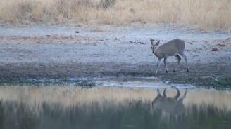 Чудом не стала добычей - смотреть видео (1:09)