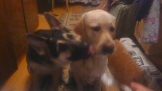 Кормёжка собак с ложечки - смотреть видео (0:15)