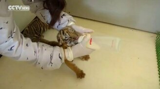 Амурские слепые тигрята - смотреть видео (0:36)