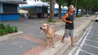 Ниндзя-кошка на защите потомства - смотреть видео (0:48)