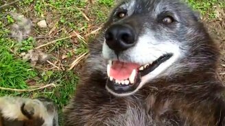 Волк любит, когда ему чешут бочок - смотреть видео (1:07)