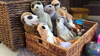 Найди суриката на видео - смотреть видео (0:42)