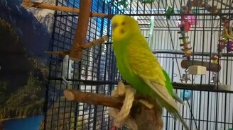 Попугай - чтец стихов - смотреть видео (3:21)