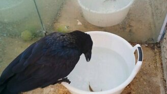 Ворон ловит пескаря - смотреть видео (0:21)