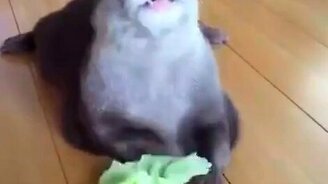 Выдра смачно ест капусту - смотреть видео (0:19)