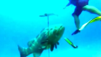 Окунь - гигант морских глубин - смотреть видео (0:54)