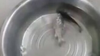 Разморозил живую рыбу - смотреть видео (2:13)