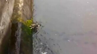 Спасли собаку из канала - смотреть видео (1:45)