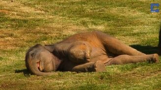 Насильное пробуждение слонёнка - смотреть видео (1:01)