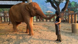 Слон засыпает под колыбельную - смотреть видео (1:45)