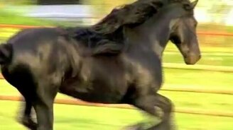 Красивый вороной конь - смотреть видео (2:43)