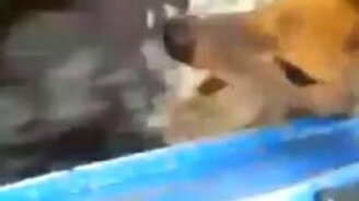 Косулю взяли на буксир - смотреть видео (2:43)