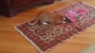 Хорёк и кот резвятся - смотреть видео (1:58)