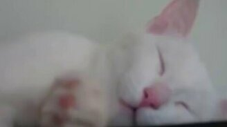 Тревожное пробуждение кота - смотреть видео (0:35)