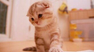 Чем занят котёнок в коробке - смотреть видео (2:26)